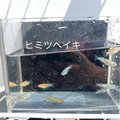 メダカ1000円均一第三弾の画像