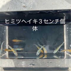 メダカ1000円均一第三弾の画像