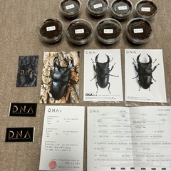 国産オオクワガタ　メス1匹の画像