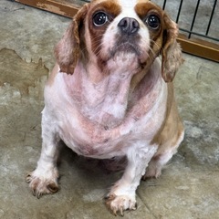 急募！キャバリア メス 里親さん募集！の画像