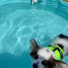 犬用ライフジャケットの画像