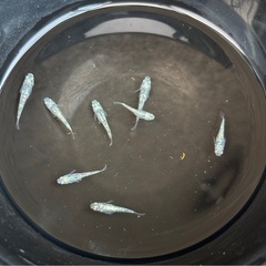 ✨レックウザ💎雄雌ペアセット🤗の画像