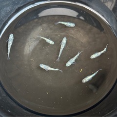 ✨レックウザ💎雄雌ペアセット🤗の画像