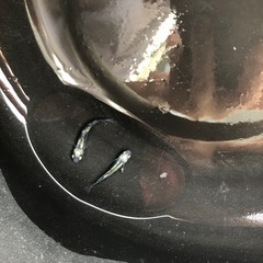 【取引中】めだか　黒百式　1ペアの画像