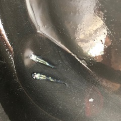 【取引中】めだか　黒百式　1ペアの画像