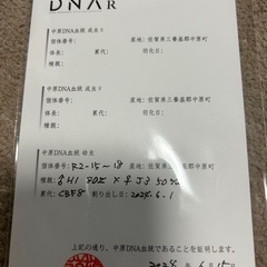 国産オオクワガタ　メス1匹の画像