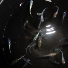 めだか(30匹)の画像