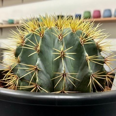 王冠竜 サボテン フェロカクタス 8号 ドライガーデン 多肉植物 塊根植物の画像