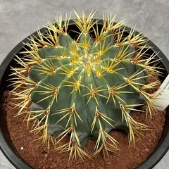 王冠竜 サボテン フェロカクタス 8号 ドライガーデン 多肉植物 塊根植物の画像