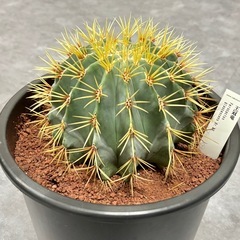 王冠竜 サボテン フェロカクタス 8号 ドライガーデン 多肉植物 塊根植物の画像