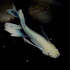サンセット極龍RLF若魚5匹　の画像
