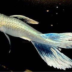 サンセット極龍RLF若魚5匹　の画像