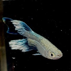 サンセット極龍RLF若魚5匹　の画像