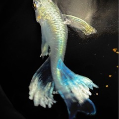 サンセット極龍RLF若魚5匹　の画像