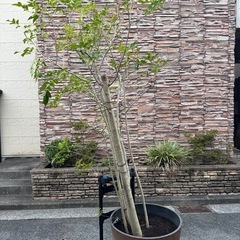 特大植木🪴
の画像