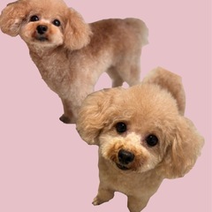 抱っこ大好きなプードルちゃん！