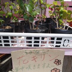 イッペイの花苗の画像