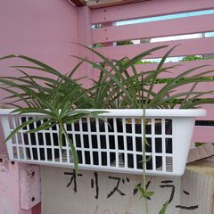 イッペイの花苗の画像