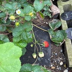 いちご苗🍓の画像