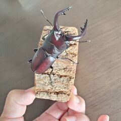 【値下げ】６５ミリ！横浜市採集ノコギリクワガタ♂️（大歯型）の画像