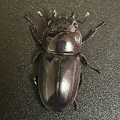 オキノエラブヒラタクワガタ WD ♀単品の画像