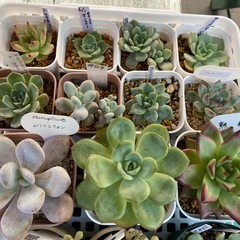 多肉植物の画像