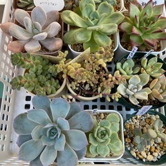 多肉植物の画像