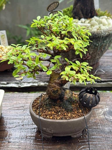 楡欅　ニレケヤキ