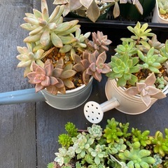 多肉植物の画像