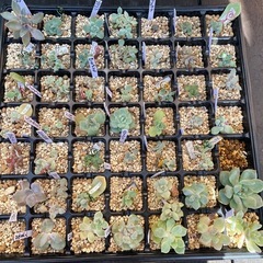 多肉植物の画像