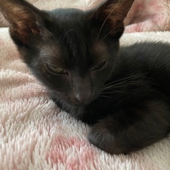 子猫の里親様を募集しています