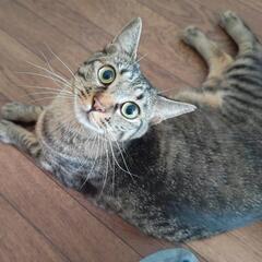 キジトラ女の子　1歳4ヶ月