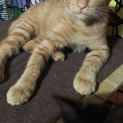 💖凄くかわいい茶トラくん💖