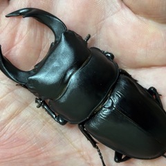 ◆国産オオクワガタ「オリオン」♂♀使用済ペア　レッドアイ　赤眼◆の画像