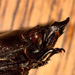 ◆国産オオクワガタ「オリオン」♂♀使用済ペア　レッドアイ　赤眼◆の画像