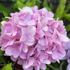 紫陽花各種の画像
