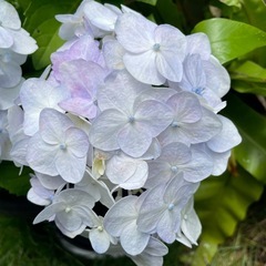 紫陽花各種の画像
