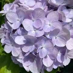 紫陽花各種の画像