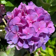 紫陽花各種の画像