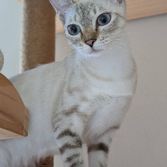 ブルーアイの美猫💙穏やかな性格の女の子です - 一宮市