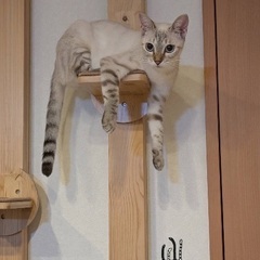 ブルーアイの美猫💙穏やかな性格の女の子です − 愛知県