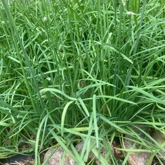 ニラの株の画像
