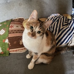 急募   三毛猫の女の子