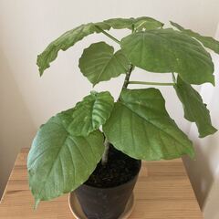 ウンベラータ　観葉植物　その２の画像