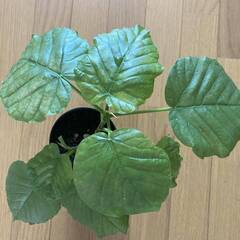 ウンベラータ　観葉植物　その２の画像