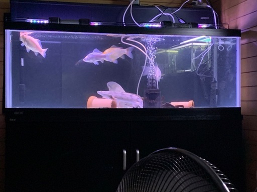 決まりました、120cm水槽 フルセット