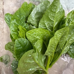 朝取立て　野菜の画像