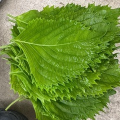 朝取立て　野菜の画像