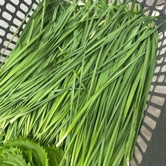 朝取立て　野菜の画像