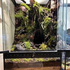グラステラリウム3045 レイアウト品 グラステラリウム3045 レイアウト